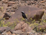 kWC Wheatear1.jpg